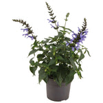 Salvia Salgoon Lake Como P17 - Ø17cm - ↕55cm