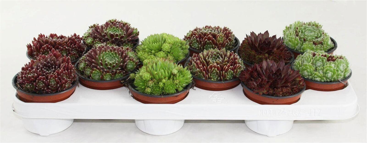 Sempervivum Mix - Ø10,5cm - ↕15cm