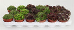 Sempervivum Mix - Ø8,5cm - ↕10cm