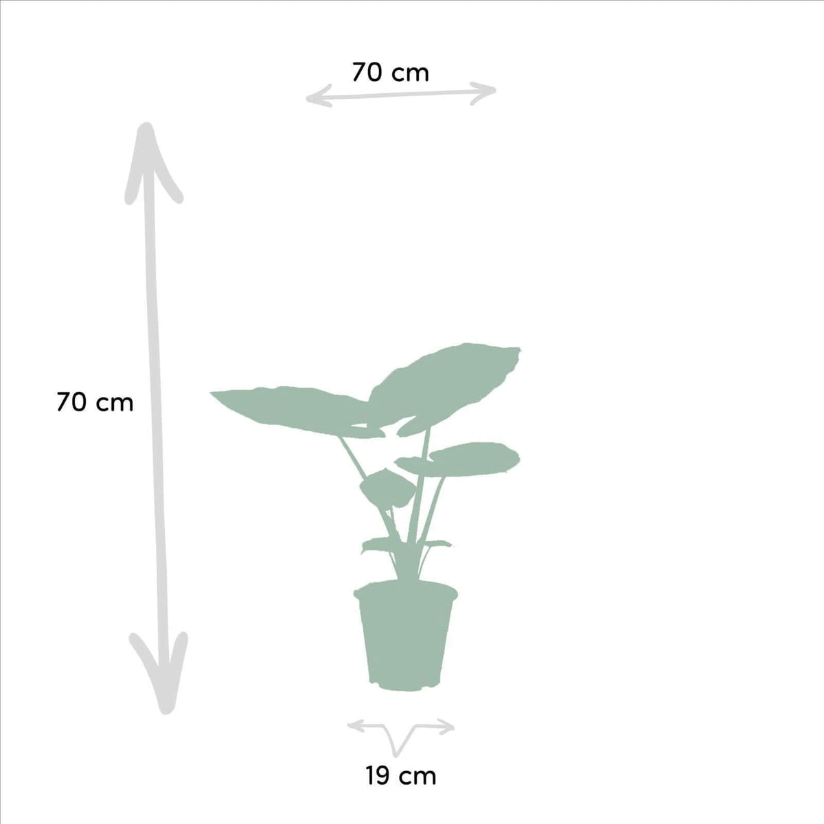 Strelitzia Nicolai - Ø19cm - ↕85cm + Alocasia Macrorrhiza - Ø19cm - ↕70cm