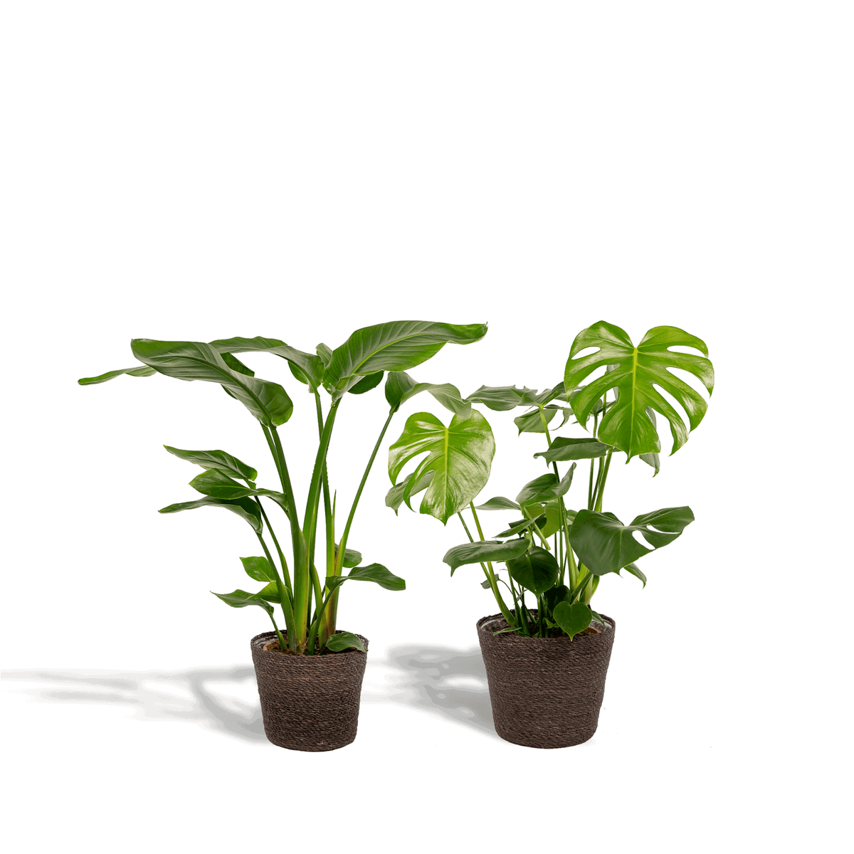 Strelitzia Nicolai - Ø19cm - ↕85cm + Monstera Deliciosa - Ø21cm - ↕75cm + Mand Igmar