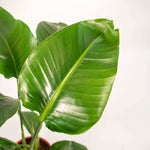 Close-up view of a Strelitzia Nicolai kamerplant with lush green leaves