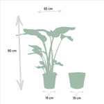 Schematic diagram of Strelitzia Nicolai plant measuring 90cm in height and 19cm in pot diameter with 65cm total width