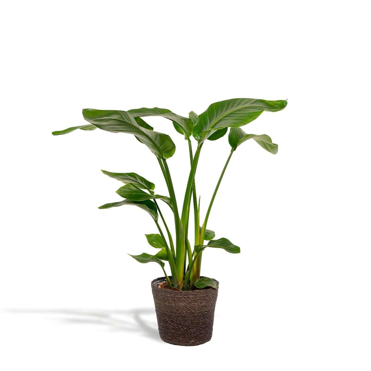 Strelitzia Nicolai kamerplant in Mand Igmar pot with large green leaves, perfect for indoor decor