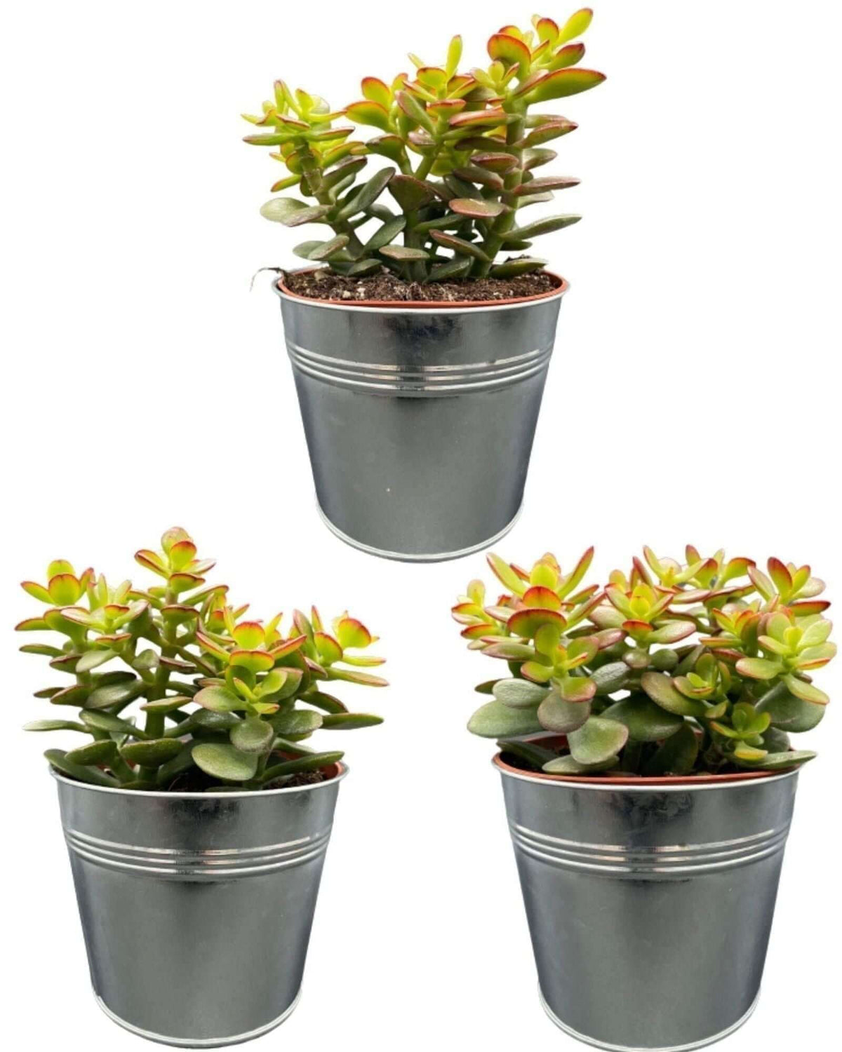 Succulenten- Crassula Minor - ↕15-20cm (3 Stuks) - Zinc - Ø13 cm