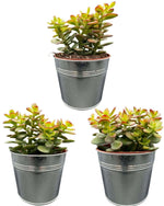 Succulenten- Crassula Minor - ↕15-20cm (3 Stuks) - Zinc - Ø13 cm