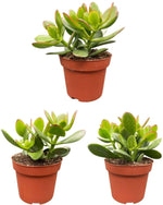 Succulenten- Crassula Ovata - ↕15-20cm (3 Stuks) - Normal - Ø12 cm