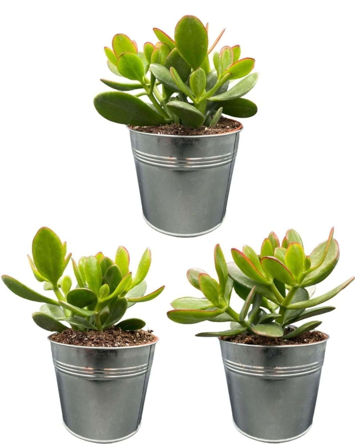 Succulenten- Crassula Ovata - ↕15-20cm (3 Stuks) - Zinc - Ø13 cm