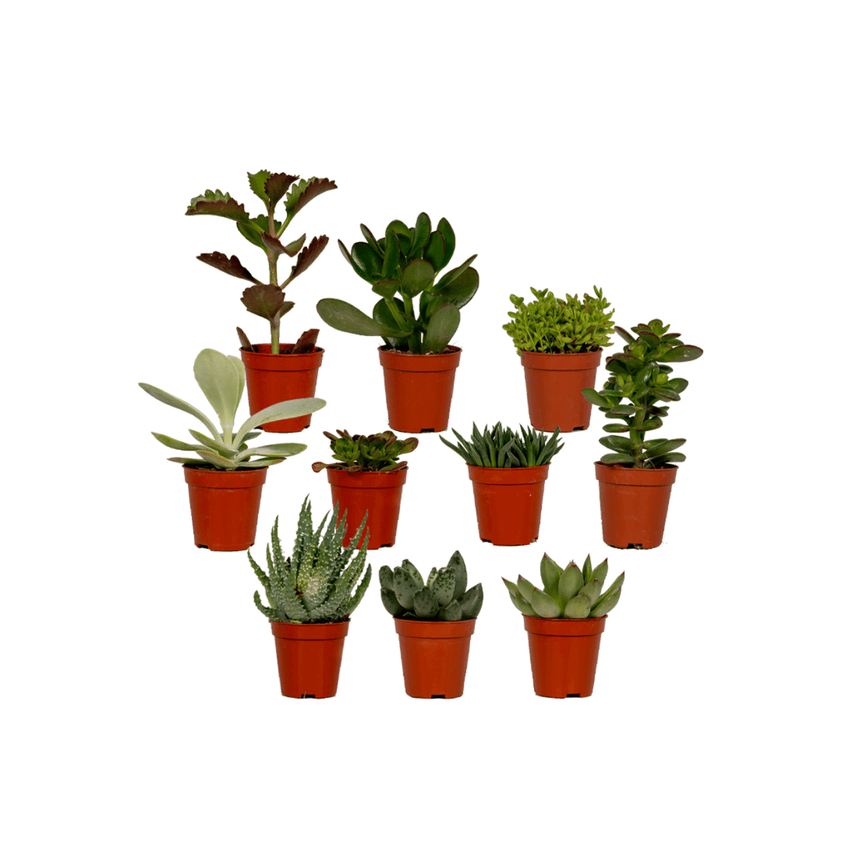 Succulenten Mix - 10 stuks - Ø5,5cm - ↕7cm