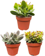 Succulenten Mix - ↕16-22cm (3 Stuks) - Normal - Ø12 cm