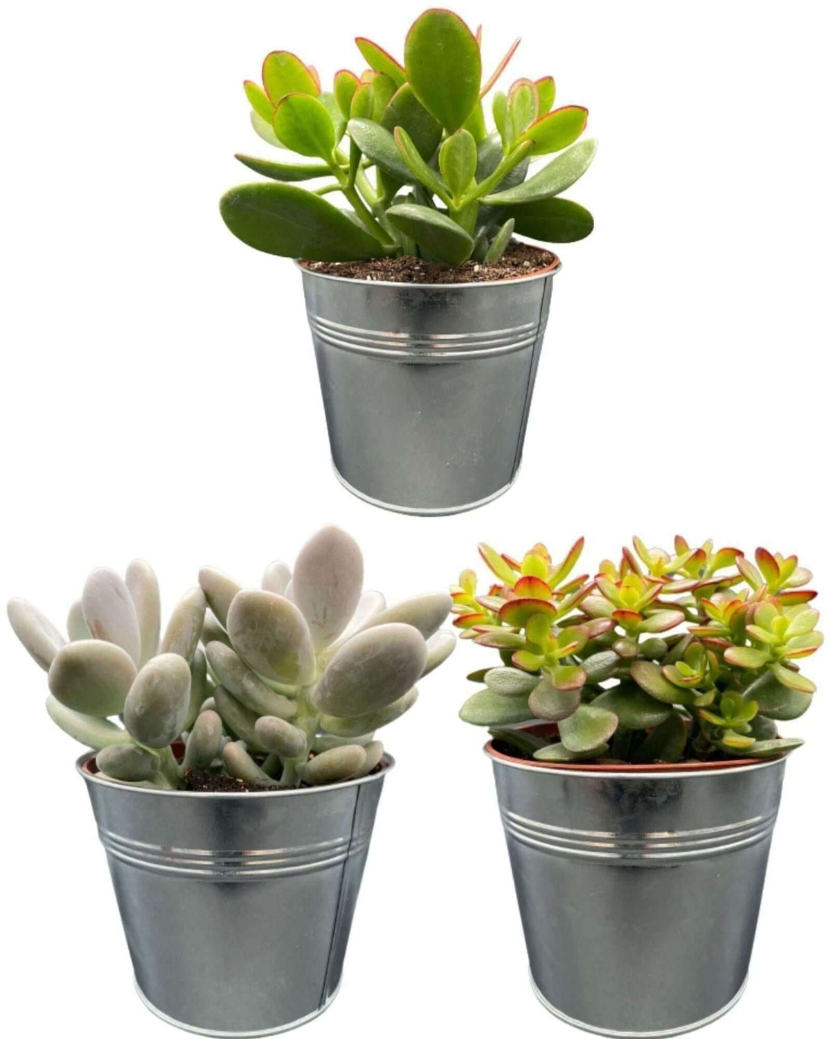 Succulenten Mix - ↕16-22cm (3 Stuks) - Zinc - Ø13 cm