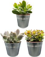 Succulenten Mix - ↕16-22cm (3 Stuks) - Zinc - Ø13 cm