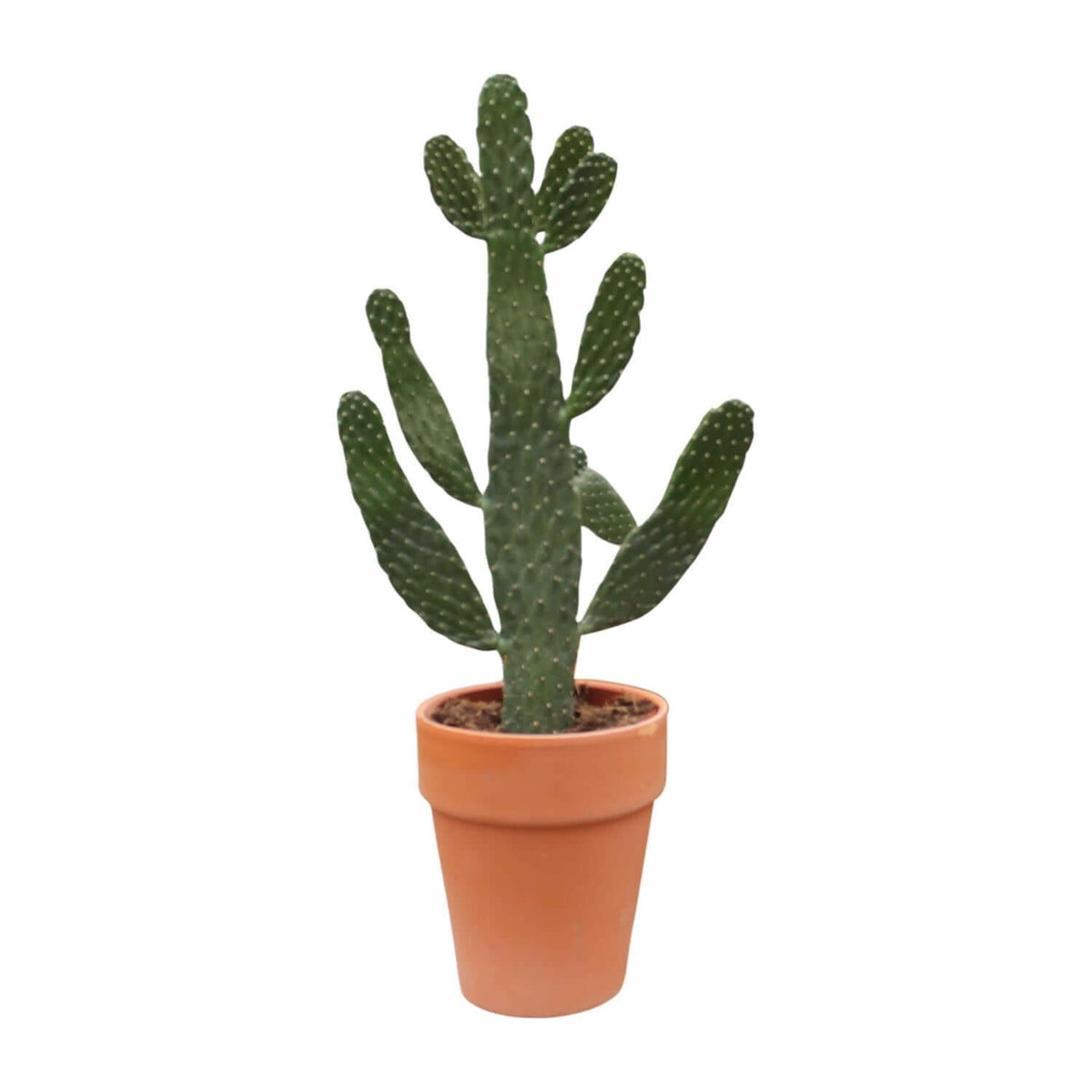 Opuntia Consolea - Ø18cm - ↕65cm