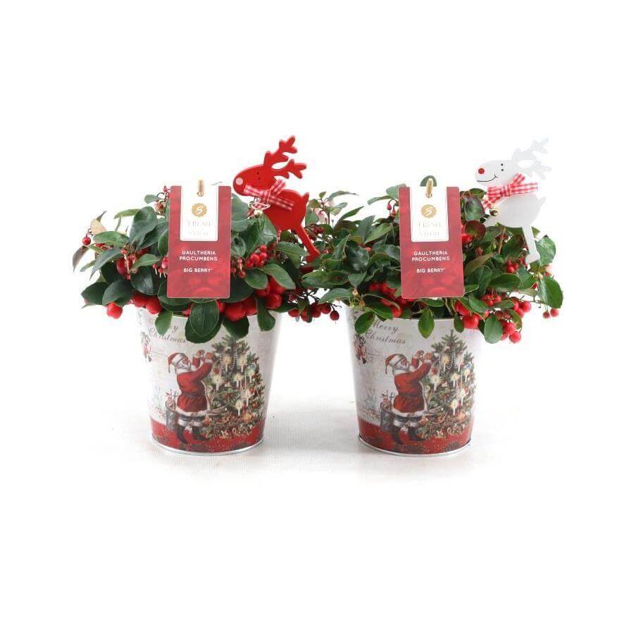 Gaultheria Pr. 'Big Berry' in Zinc Santa + Reindeer - 2 stuks - Ø14cm - ↕18cm