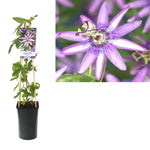 Passiflora 'Amethyst' +light Label - Ø17cm - ↕75cm