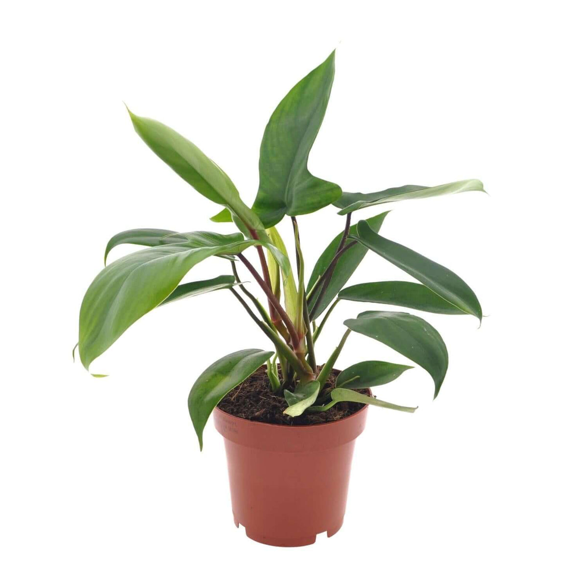 Philodendron Florida Grün - Ø12cm - ↕25cm