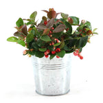 Gaultheria Pr. 'Big Berry'® P10 In Zinc Old-Look - Ø12cm - ↕15cm