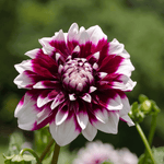 Flowerbulbs Amsterdam - Dahlia Mystery Day, Grootbloemige Uitstraling