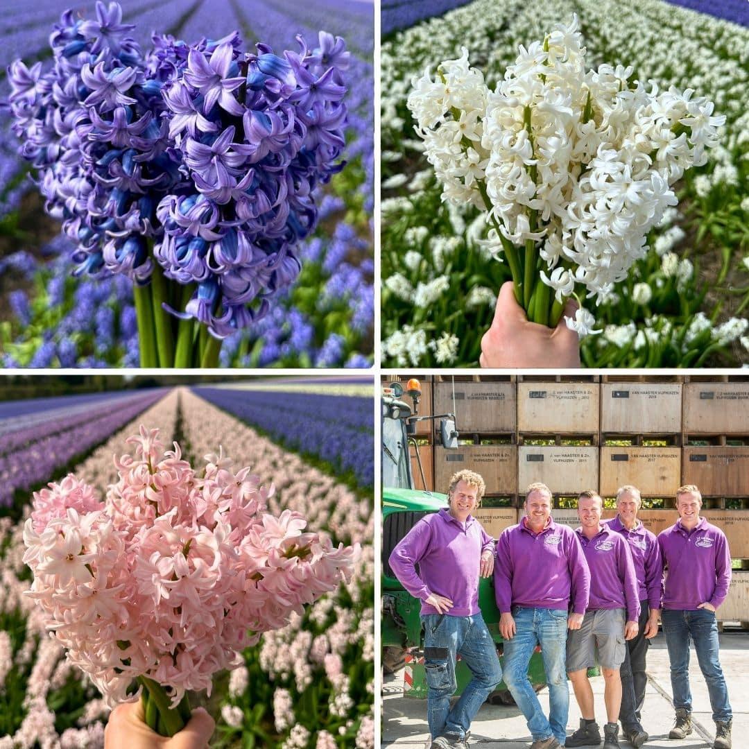 Flowerbulbs Amsterdam - Hyacint Show Off - 30 bloembollen voor 1 m2 bloemenpracht - Maat 14/15