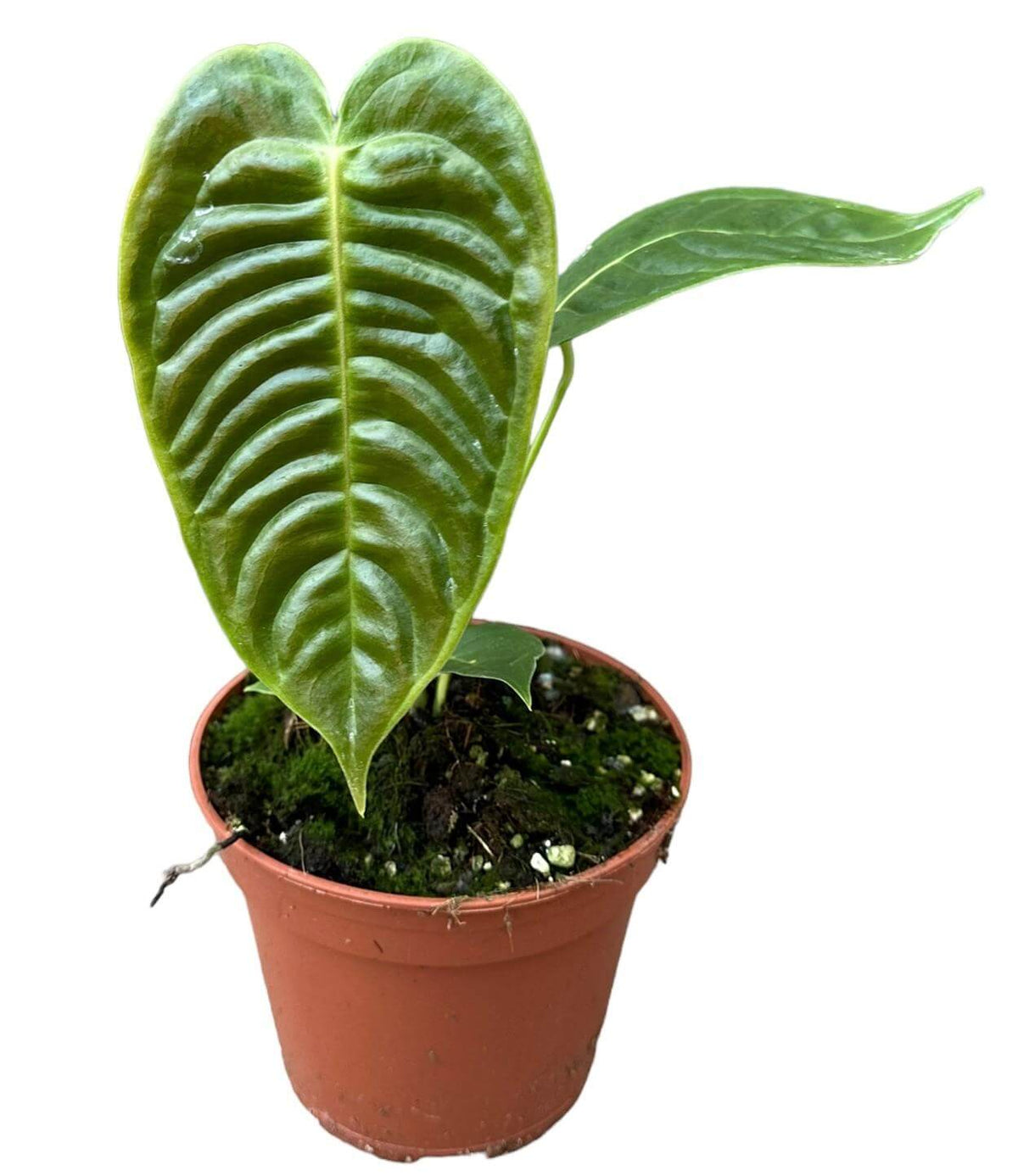 Anthurium Veitchii - Ø14cm - ↕30cm