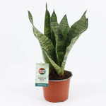 Sansevieria Schwarze Koralle – Ø12cm – ↕35cm