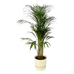 Areca-Palme – ↨110 cm – Ø21 cm inklusive elho Greenville Round weiß D24xH23