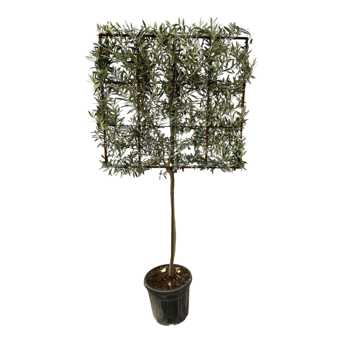 Olea Europaea boom op rek - 225 cm - Ø40cm