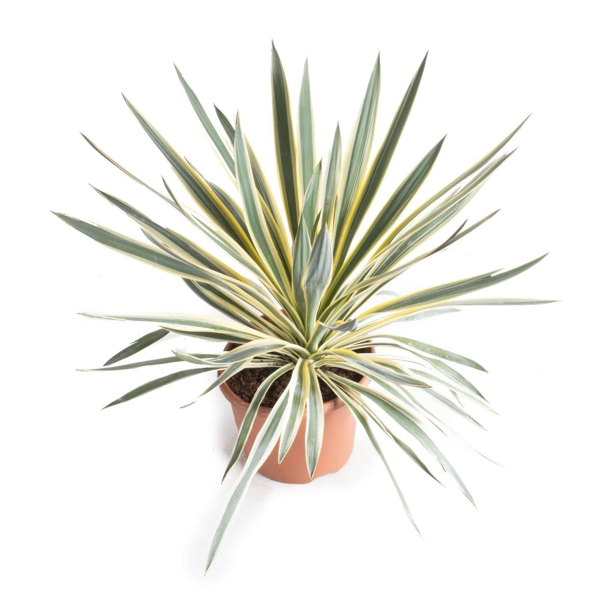 Yucca Gloriosa Variegata - Ø26cm - ↕50cm