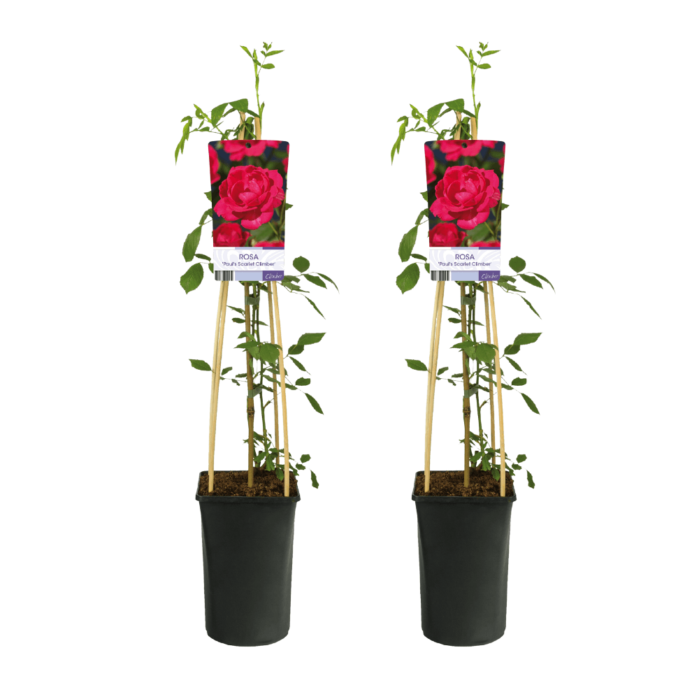 Rosa Paul's Scarlet Climber - 2 stuks - Ø17cm - ↕75cm