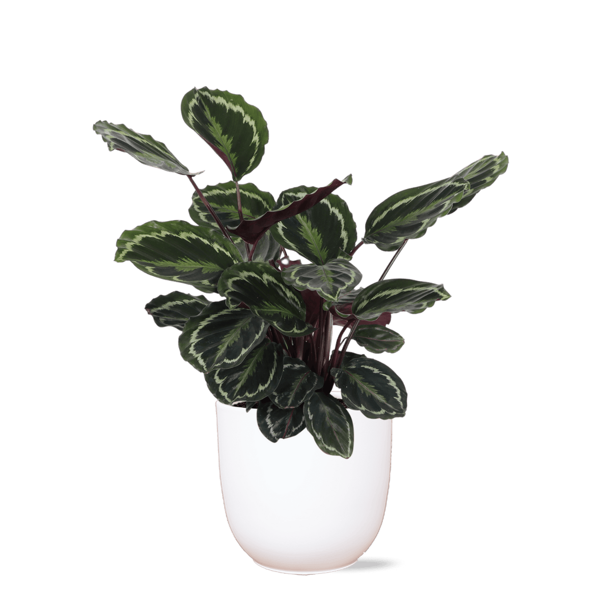 Calathea Medaillon Ø21cm - ↕70cm in Boule WIT pot