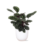 Calathea Medaillon Ø21cm - ↕70cm in Boule WIT pot