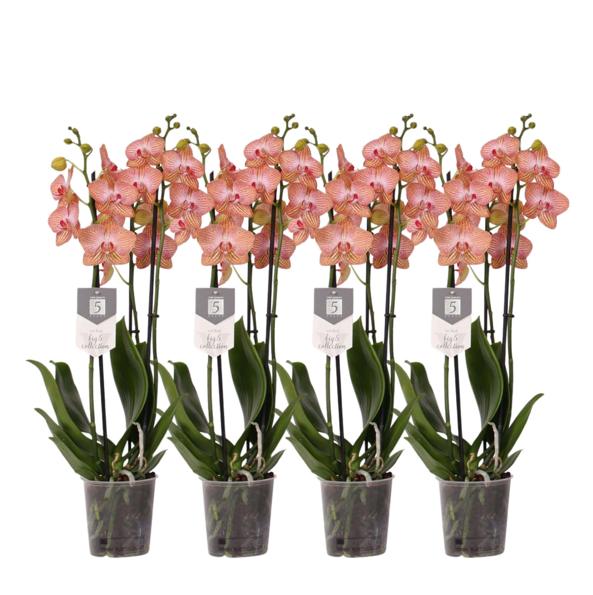 4er-Set – Phalaenopsis Ravello – Orchidee mit 3 Zweigen – 60 cm – Ø12 cm