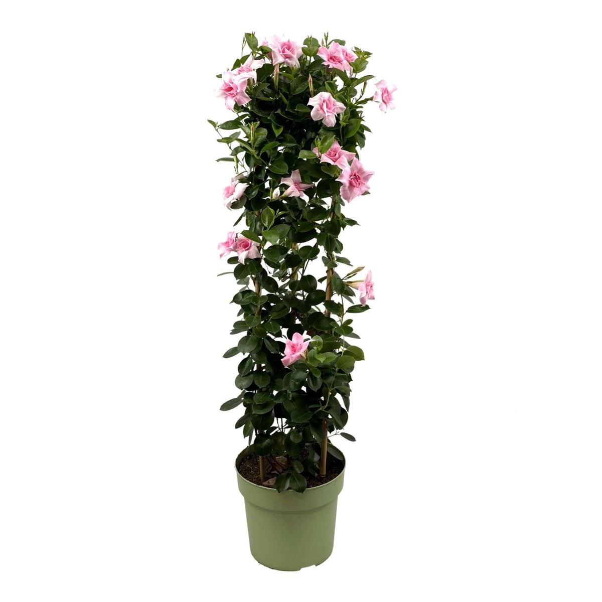 Mandevilla Sundaville Double Blush Pink In Toren (Dipladenia) - Ø24cm - ↕95cm