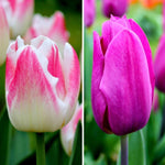 Flowerbulbs Amsterdam - Appie's Best - 30 bloembollen - Maat 12+