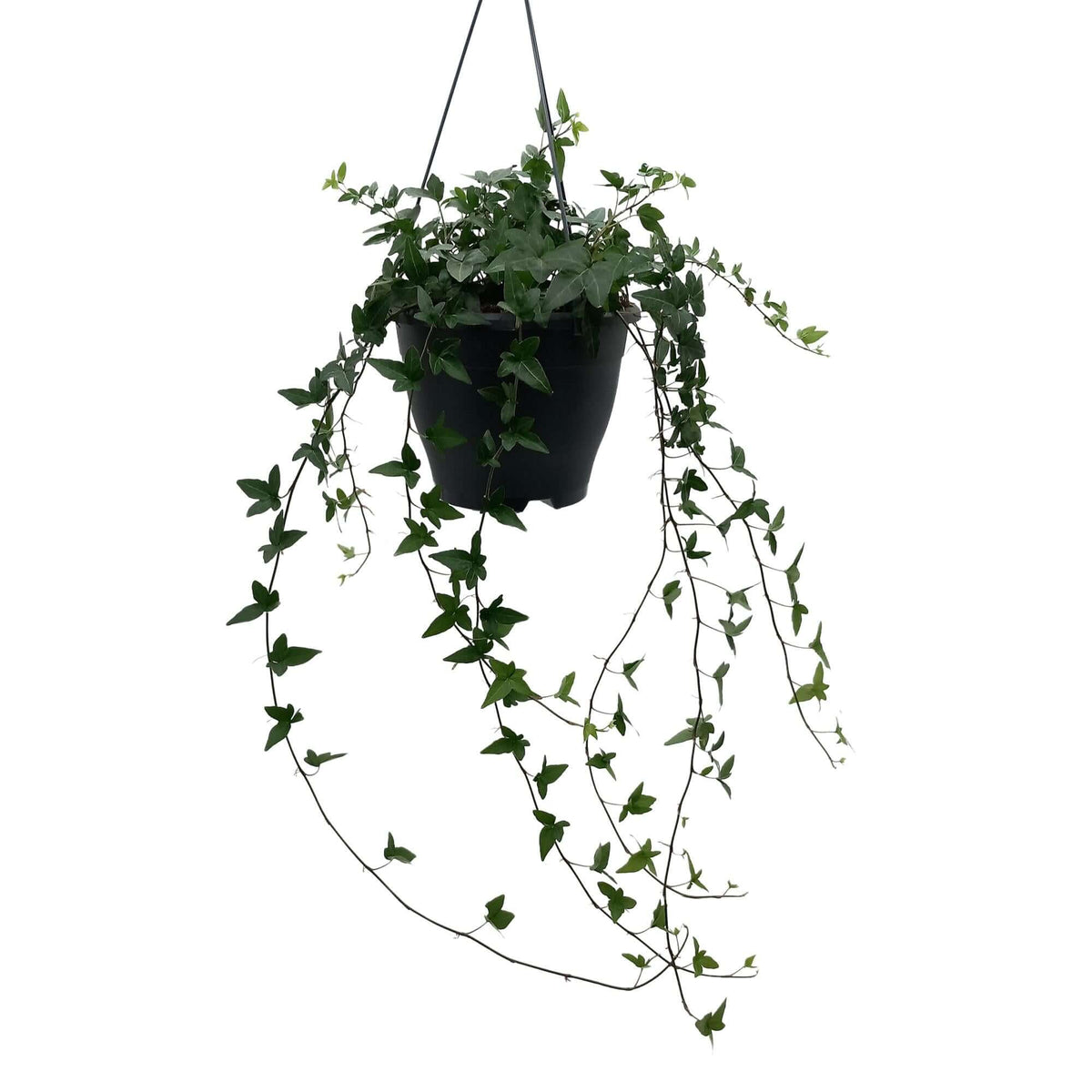 Hedera Helix Green - Ø19cm - ↕cm