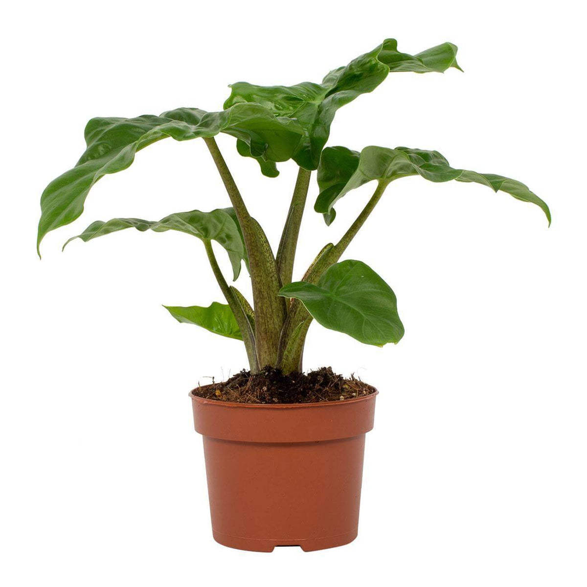 Alocasia Low Rider 12cm - Ø12cm - ↕30cm