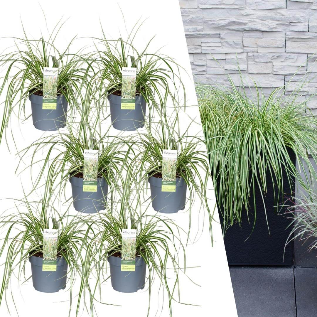 6 x Carex hachijoensis 'Evergold' - Ø 14 cm - ↨ 25 cm