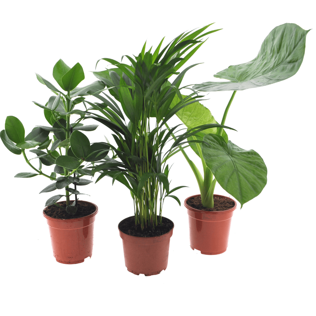 Intenz Planten Mix - 3 stuks - Ø17cm - ↕50cm