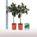 Ficus Robusta Op Stam - Ø24cm - ↕110cm