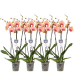 4er-Set – Phalaenopsis Carribean Dream – Orchidee mit 3 Zweigen – 60 cm – Ø12 cm