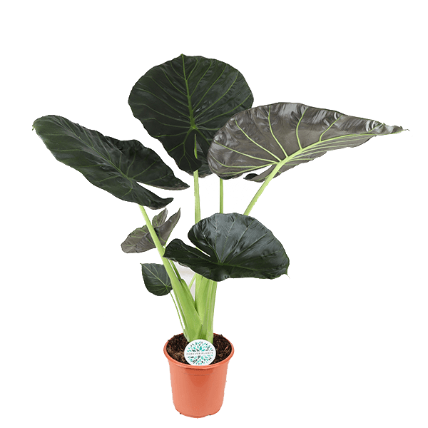 Alocasia Regal Shield Ø24cm - ↕110cm