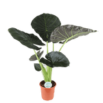 Alocasia Regal Shield Ø24cm - ↕110cm