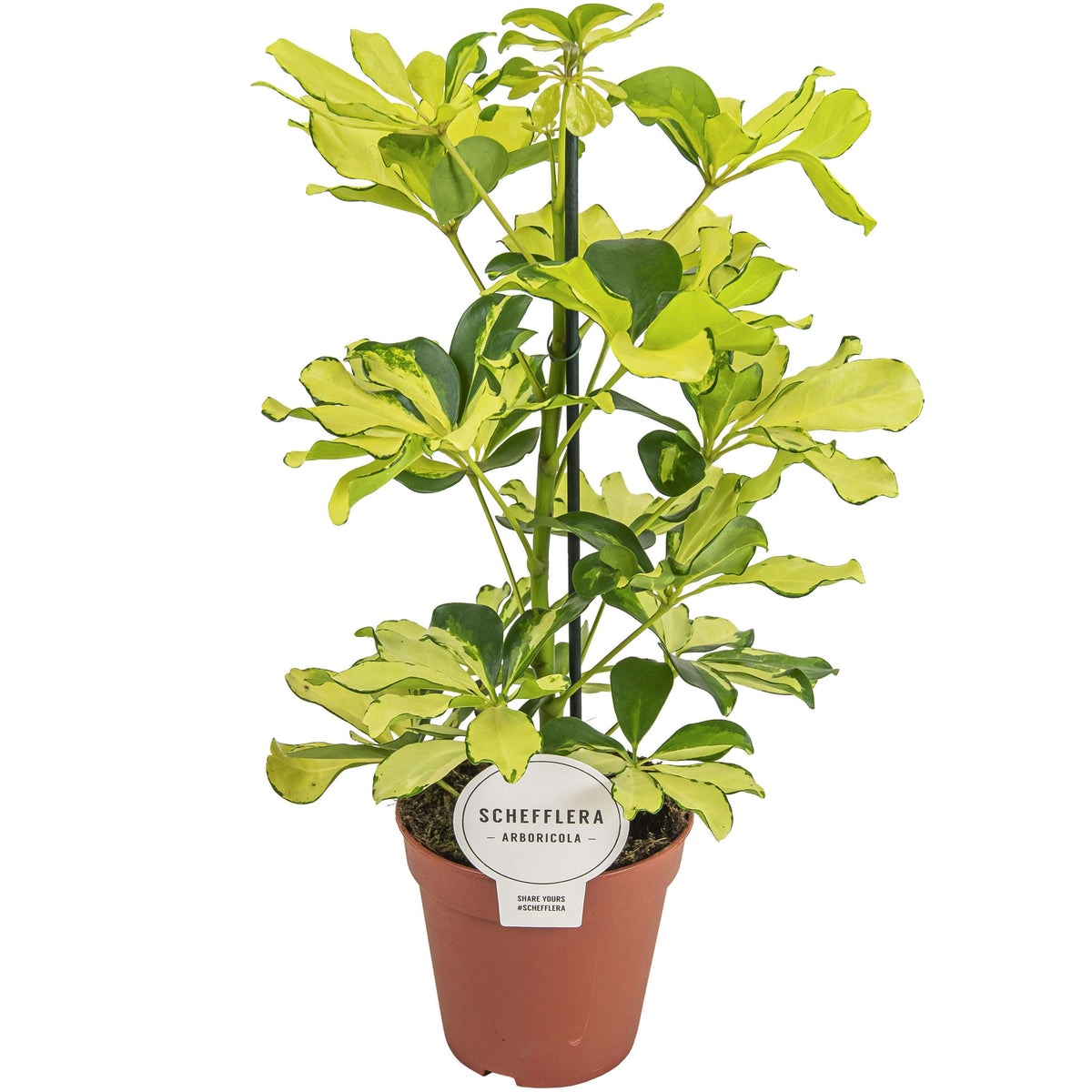 Schefflera Melanie - Ø13cm - ↕45cm