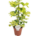 Schefflera Melanie - Ø13cm - ↕45cm