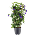 Thunbergia Battiscombei Rek P24 - Ø24cm - ↕100cm