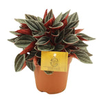 Peperomia Santorini - Ø12cm - ↕20cm