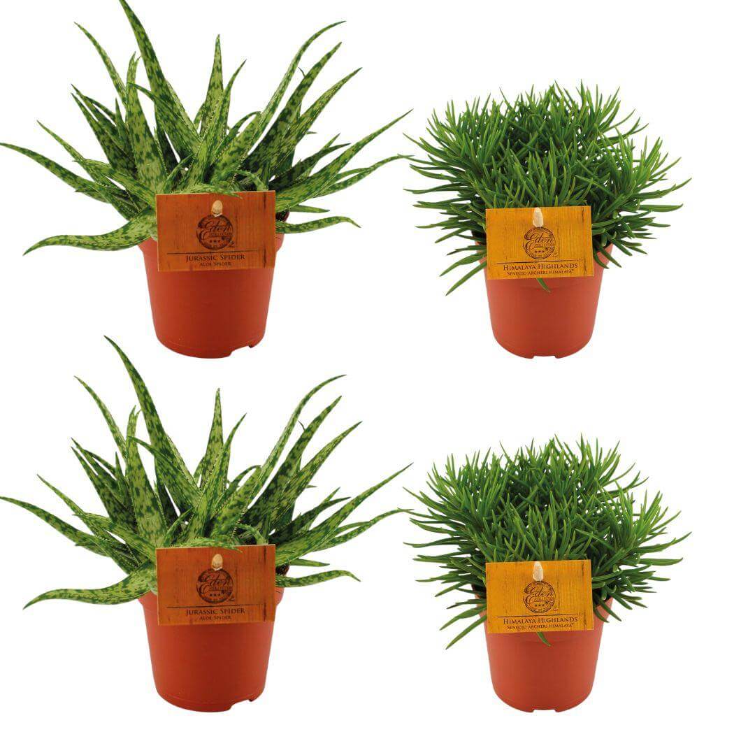 2x Aloe Spider + 2x Senecio Himalaya - 4 pieces - Ø10.5cm - ↕10cm