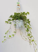 Hedera Helix Geelbont - Hangpot Wit / Basic - Ø17cm - ↕cm