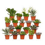 Succulent Mix - 18 pieces - Ø8.5cm - ↕10 cm