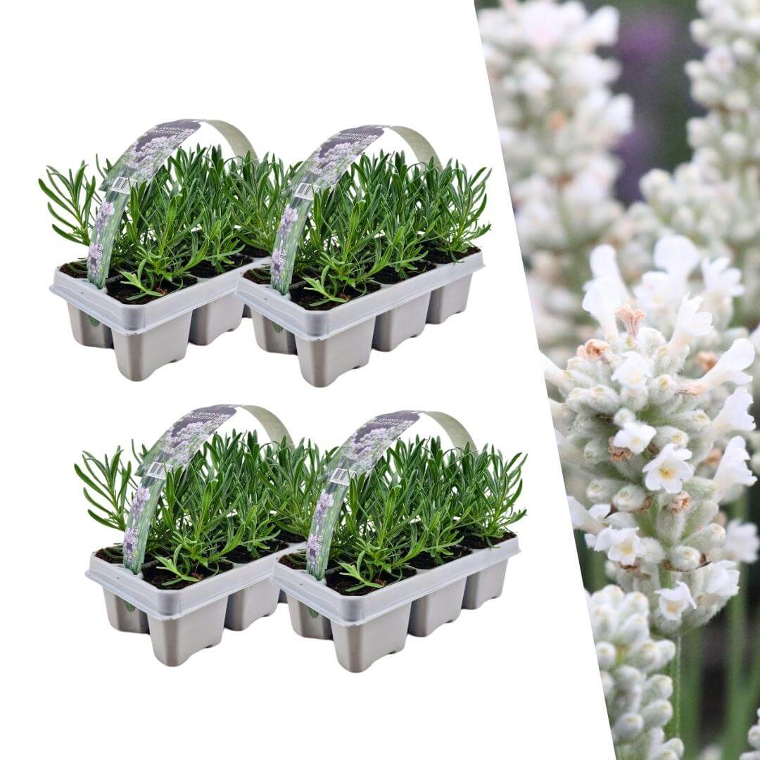 4 x 6 pack Lavendel angustifolia white - 24 x Ø7 cm - ↕15 cm